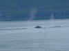 whales.jpg (42414 bytes)